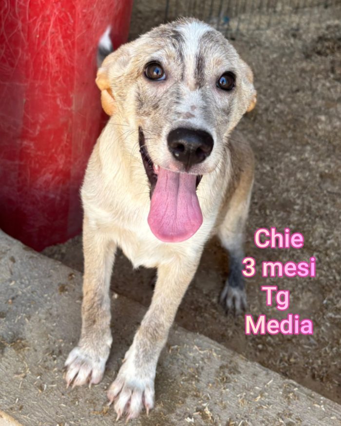 CUCCIOLI EMERGENZA ADOZIONI
