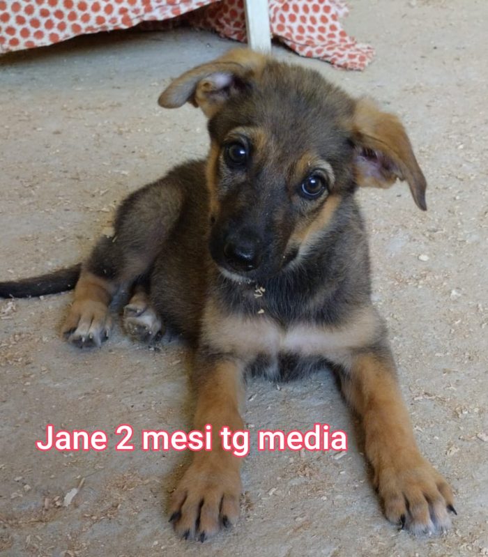 CUCCIOLI EMERGENZA ADOZIONI