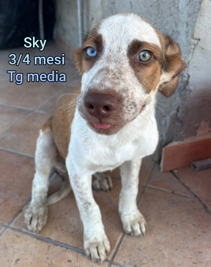 CUCCIOLI EMERGENZA ADOZIONI