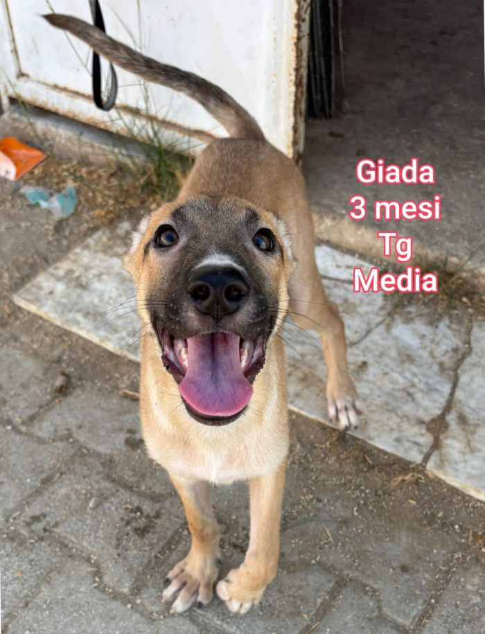 CUCCIOLI EMERGENZA ADOZIONI - media 4