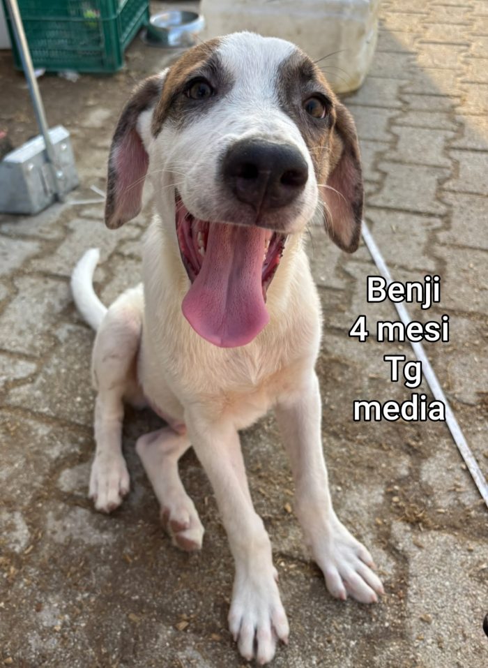 CUCCIOLI EMERGENZA ADOZIONI - media 7