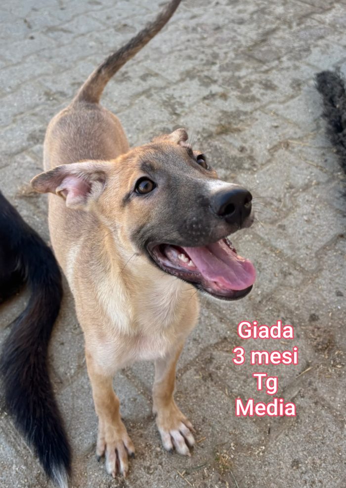 ADOTTA UN CUCCIOLO BISOGNOSO - media 6