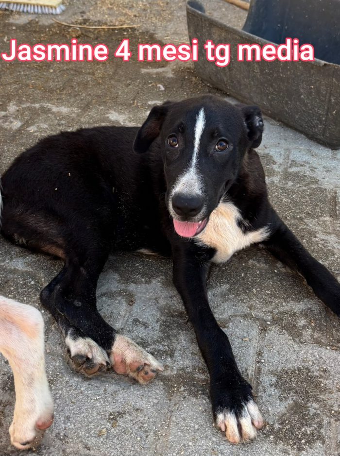ADOTTA UN CUCCIOLO BISOGNOSO - media 7