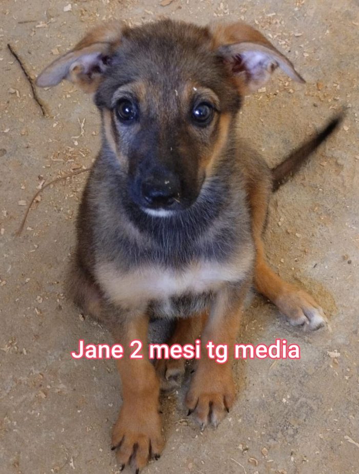 ADOTTA UN CUCCIOLO BISOGNOSO - media 9
