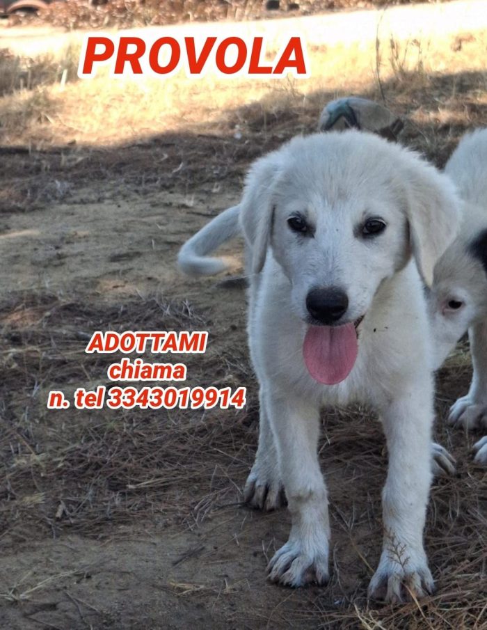 Provola, candida e dolce