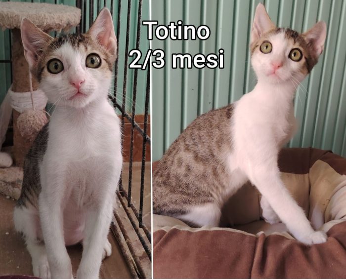 Telefonate x un gattino