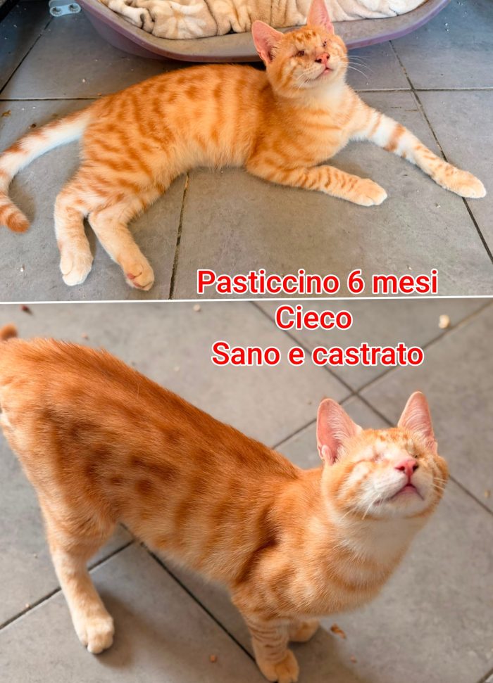 Telefonate x un gattino - media 5