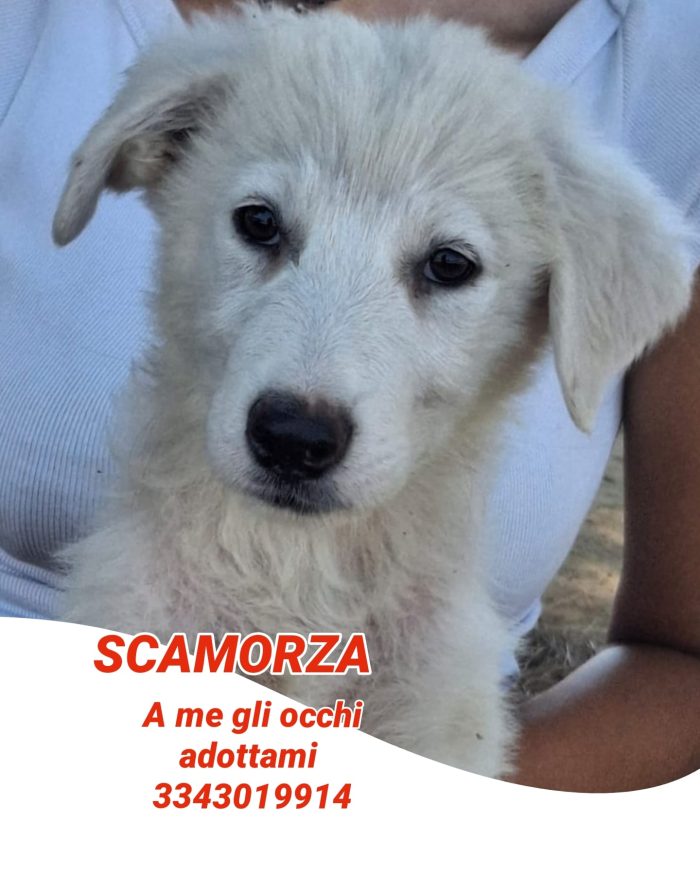 Scamorza, occhi dolcissimi