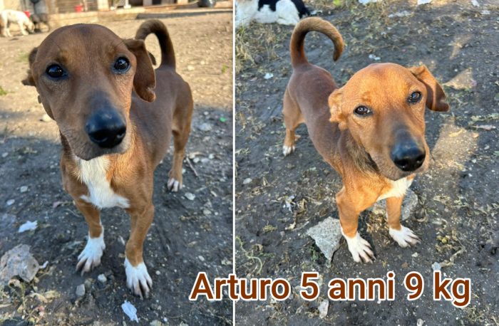Cagnolini di taglia contenuta