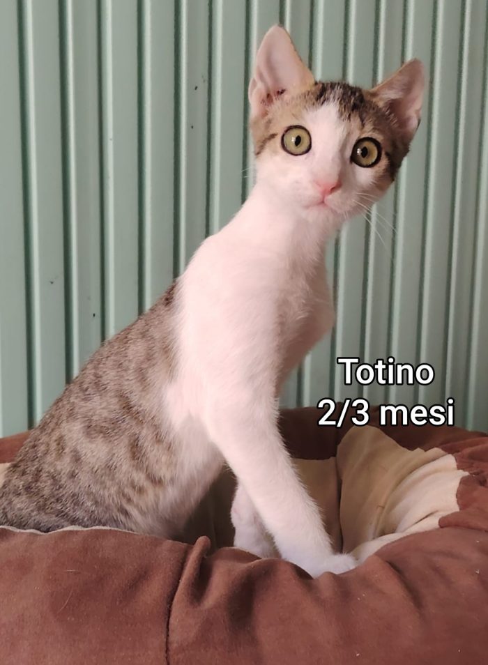 GATTINI ABBANDONATI! URGENTE