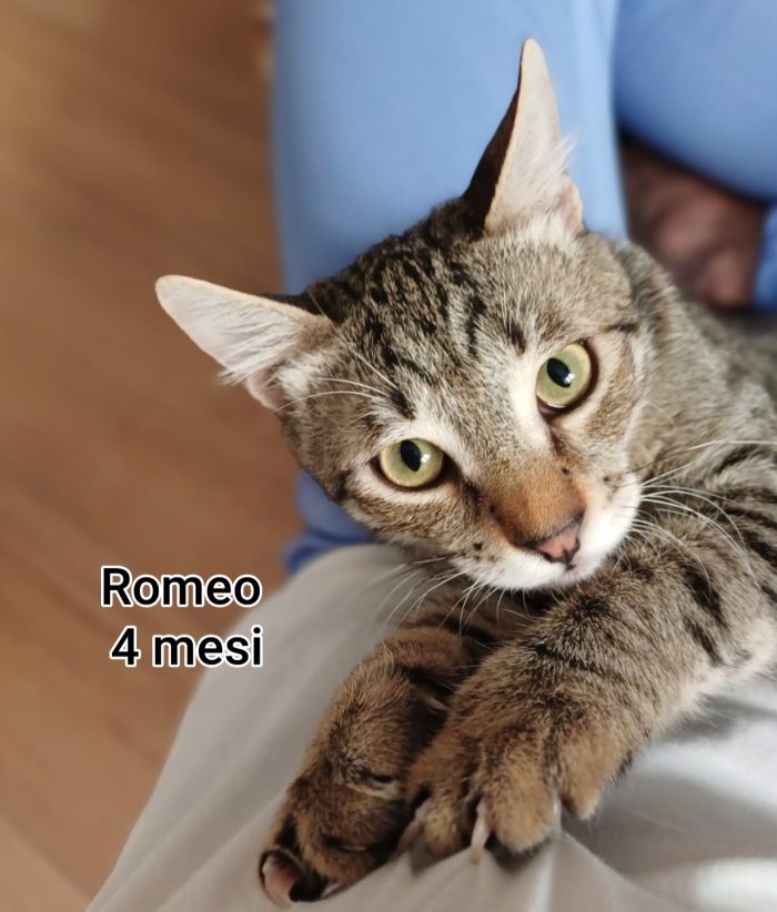 GATTINI ABBANDONATI! URGENTE - media 6