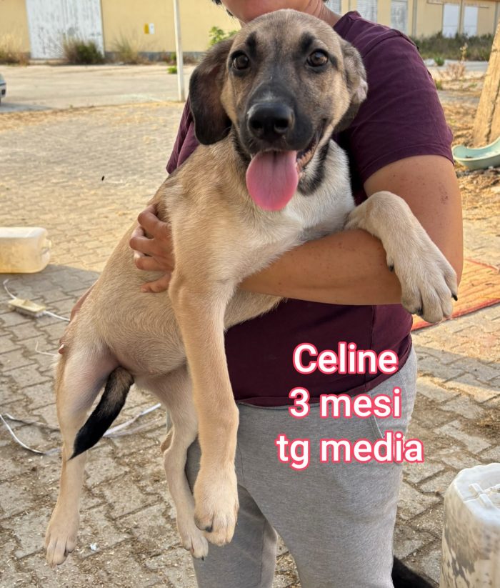 TENERISSIMI CUCCIOLI: URGENTE