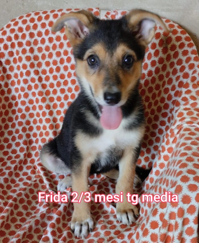 TENERISSIMI CUCCIOLI: URGENTE - media 8