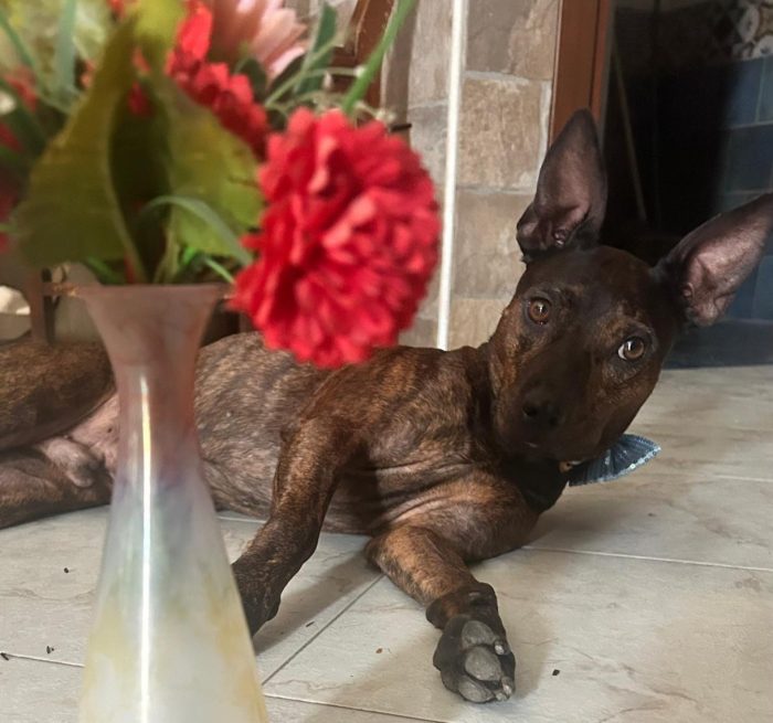 Tigratino mix Pinscher 4anni kg12 salvato dalla solitudine. CASERTA