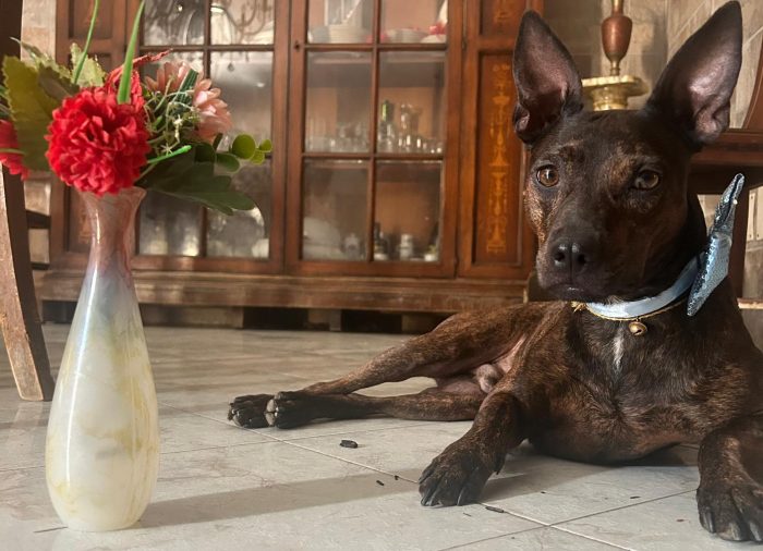 Tigratino mix Pinscher 4anni kg12 salvato dalla solitudine. CASERTA