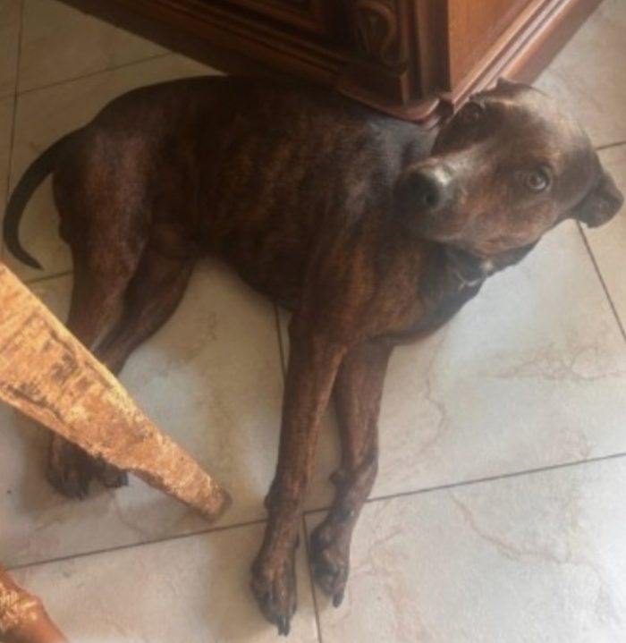 Tigratino mix Pinscher 4anni kg12 salvato dalla solitudine. CASERTA - media 7
