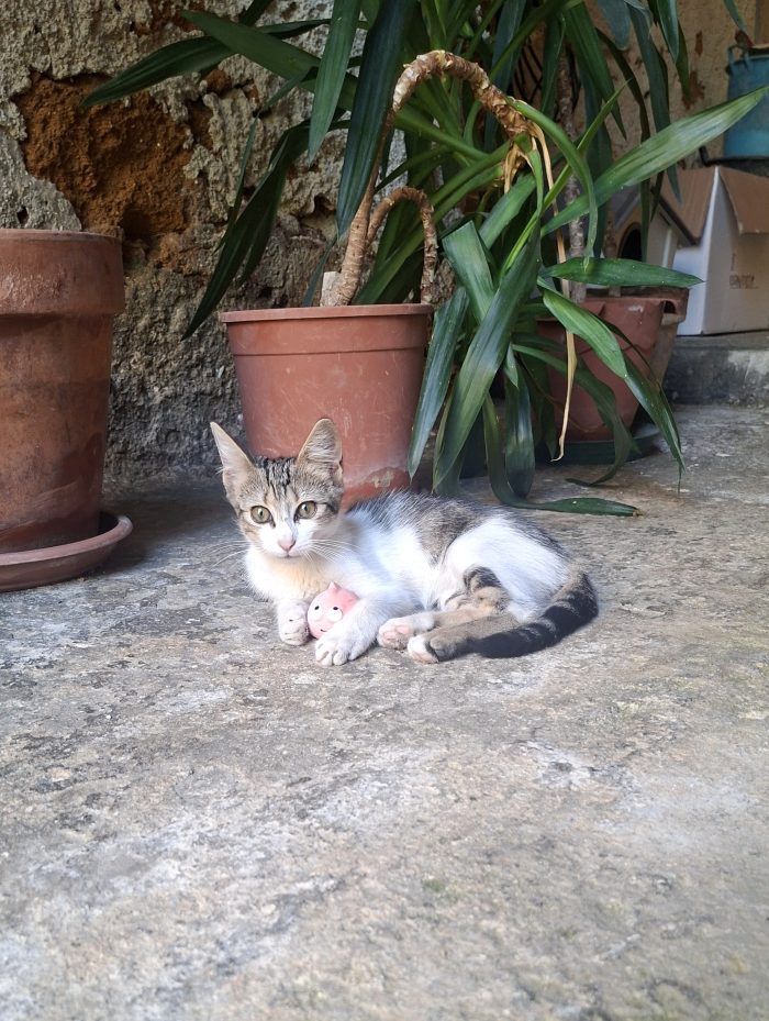 Sirio, 3 mesi, cerca casa e tante coccole