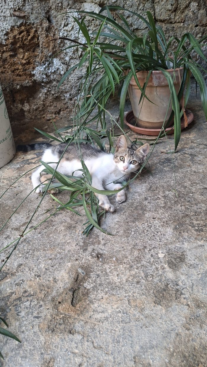 Sirio, 3 mesi, cerca casa e tante coccole