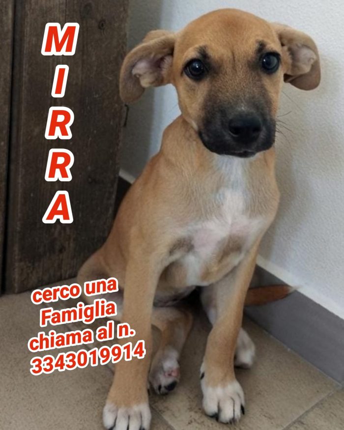 Mirra, un toccasana per la tua anima