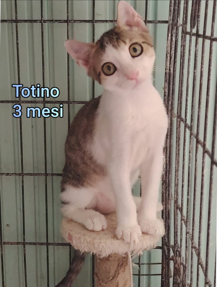 ADORABILI GATTINI - media 5