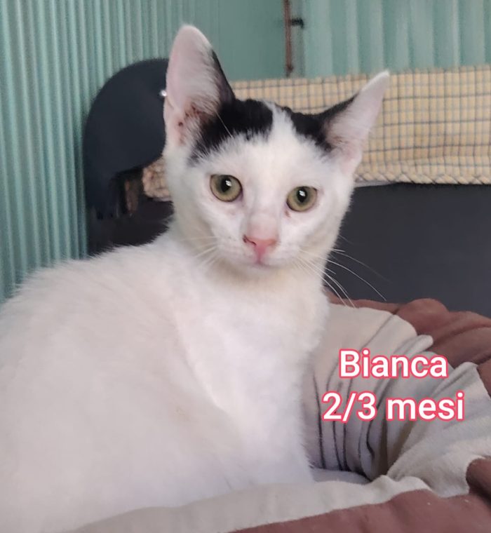 ADORABILI GATTINI - media 7
