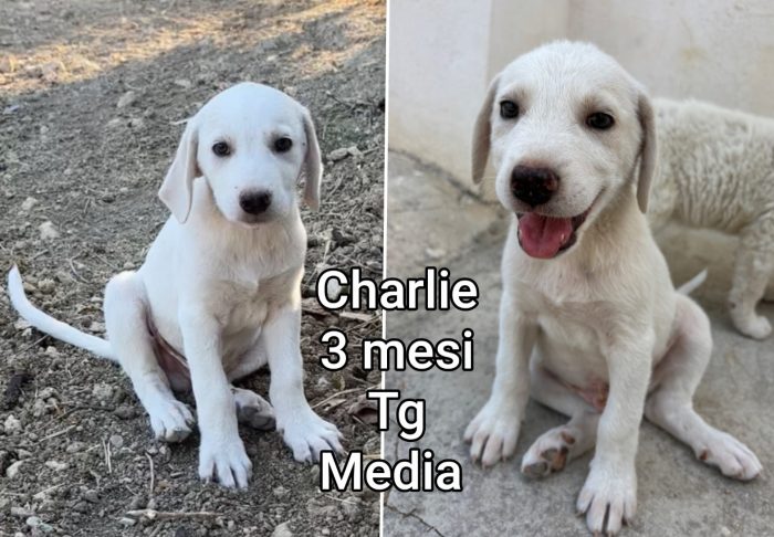 Cucciolini splendidi dai 60 giorni