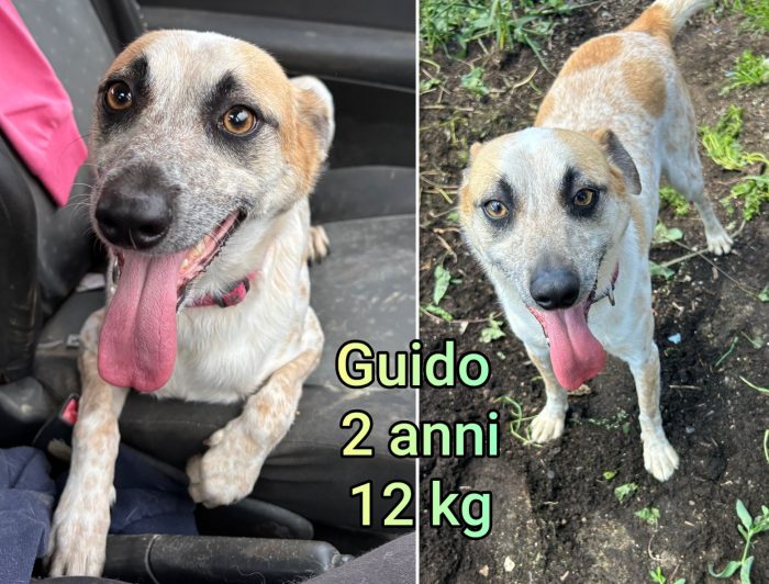 Cagnolini taglia small