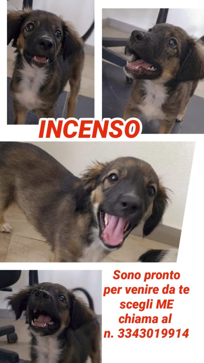 Incenso, una meravigliosa creatura ti aspetta