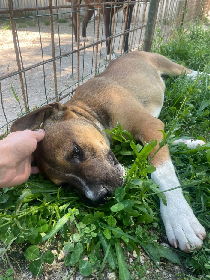 Choco bellissimo cucciolone simil pitbull