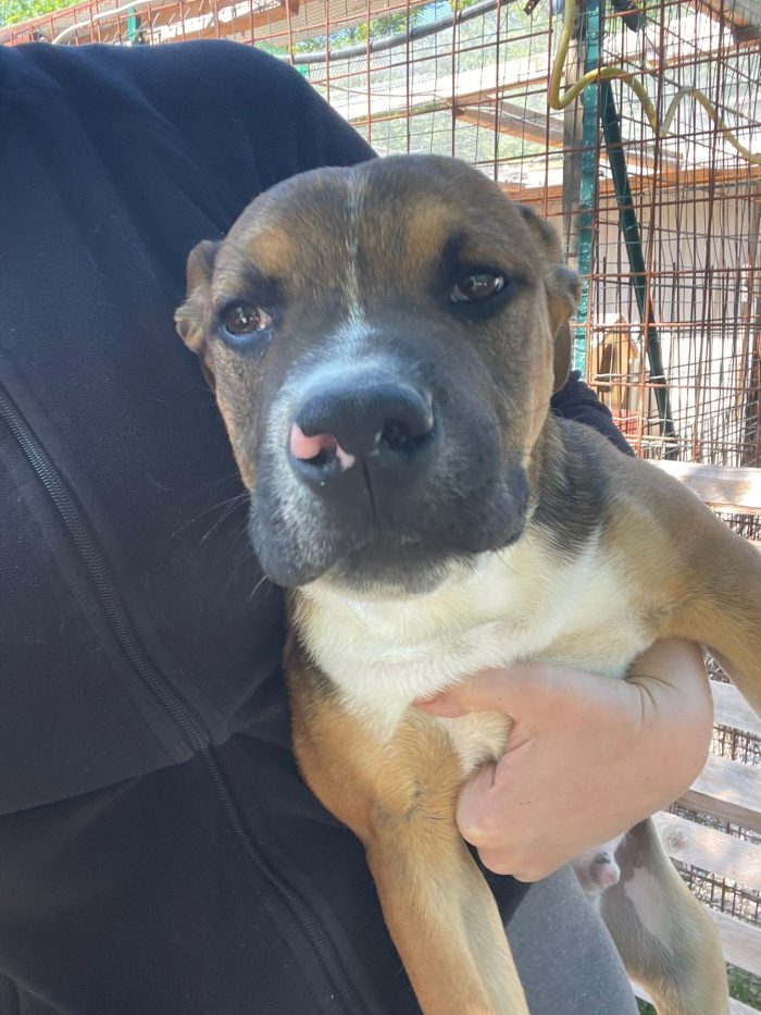 Choco bellissimo cucciolone simil pitbull