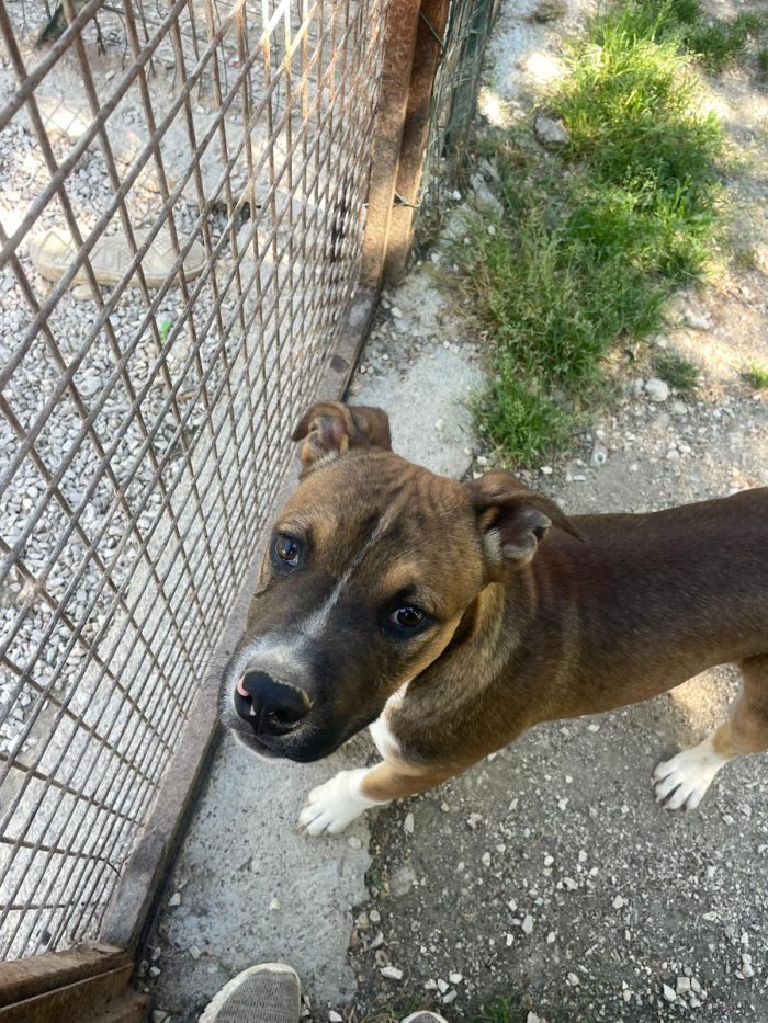 Choco bellissimo cucciolone simil pitbull