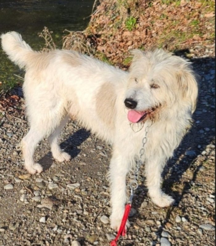 Simil Spinone 6anni salvato dal suo aguzzino 3anni fa, urge famiglia speciale! NOVARA