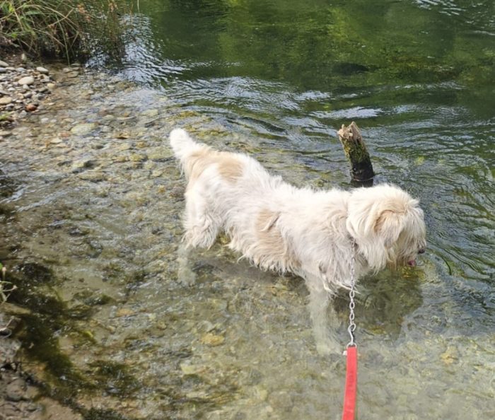 Simil Spinone 6anni salvato dal suo aguzzino 3anni fa, urge famiglia speciale! NOVARA - media 5