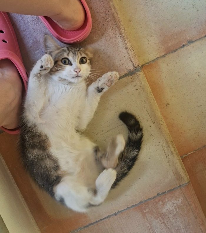 Sirio, 3 mesi, cerca casa e tante coccole