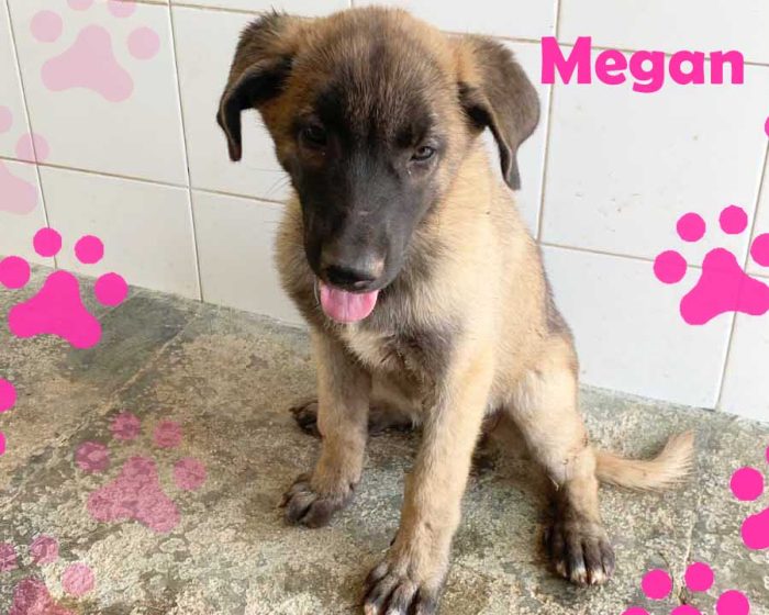 Megan, cucciola dolce simil Malinois