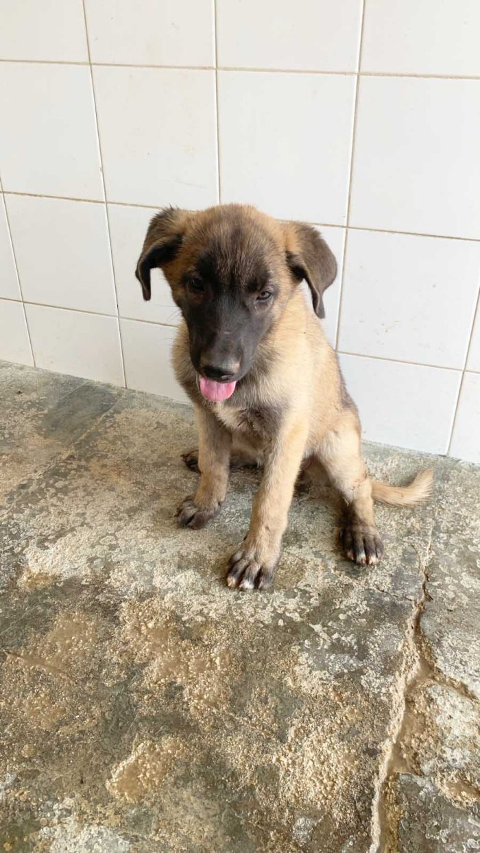 Megan, cucciola dolce simil Malinois