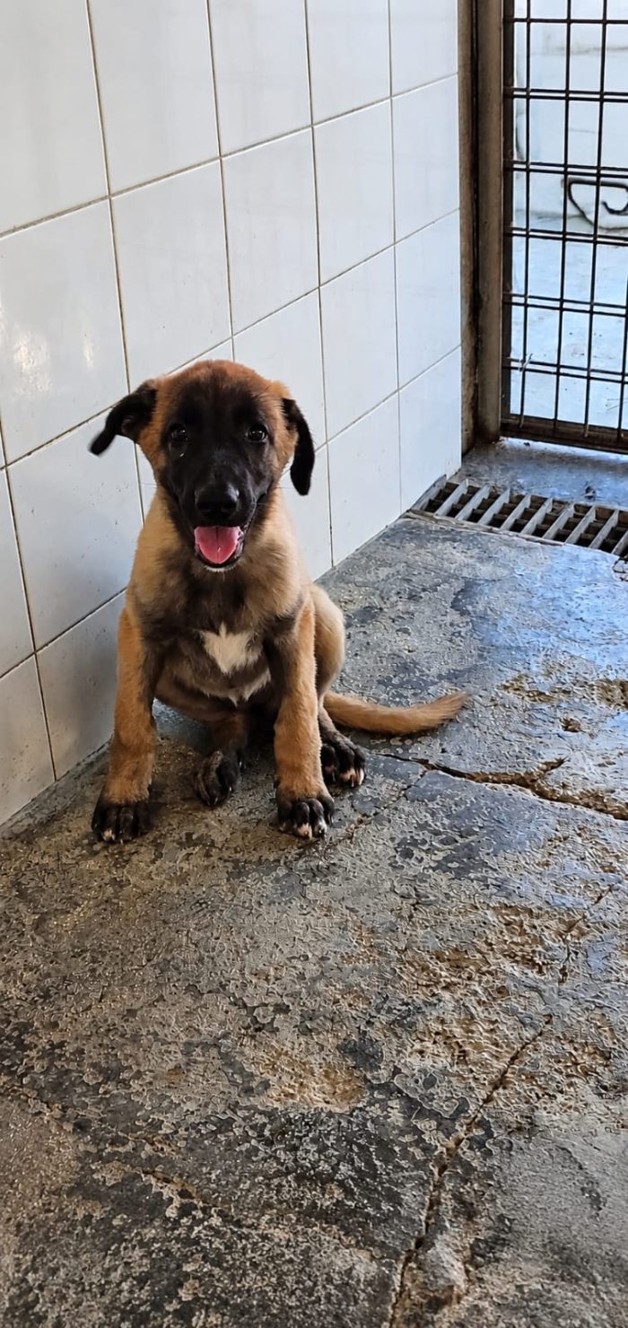Megan, cucciola dolce simil Malinois