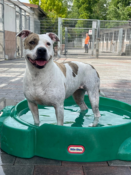 BELLA PIT CERCA UN PO' D'AMORE