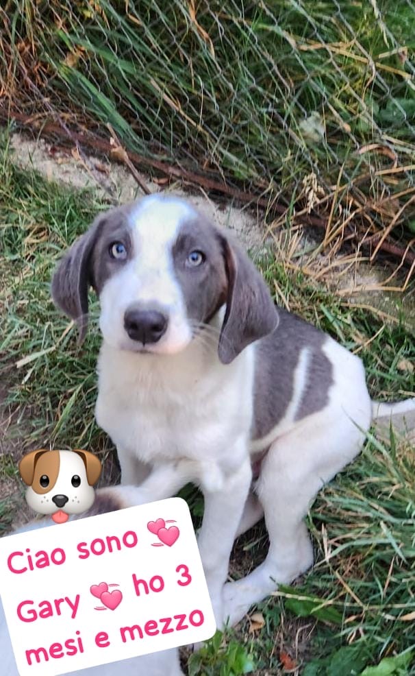 Gary bellissimo cucciolo
