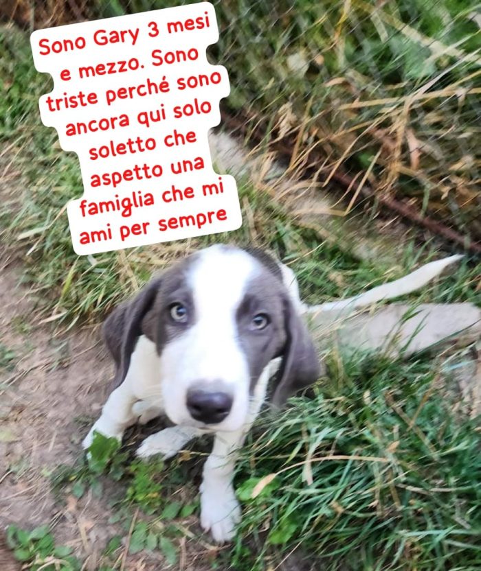 Gary bellissimo cucciolo