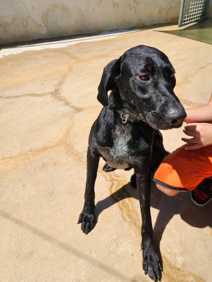 Massy: splendido cucciolone dolcissimo con tutti - media 5