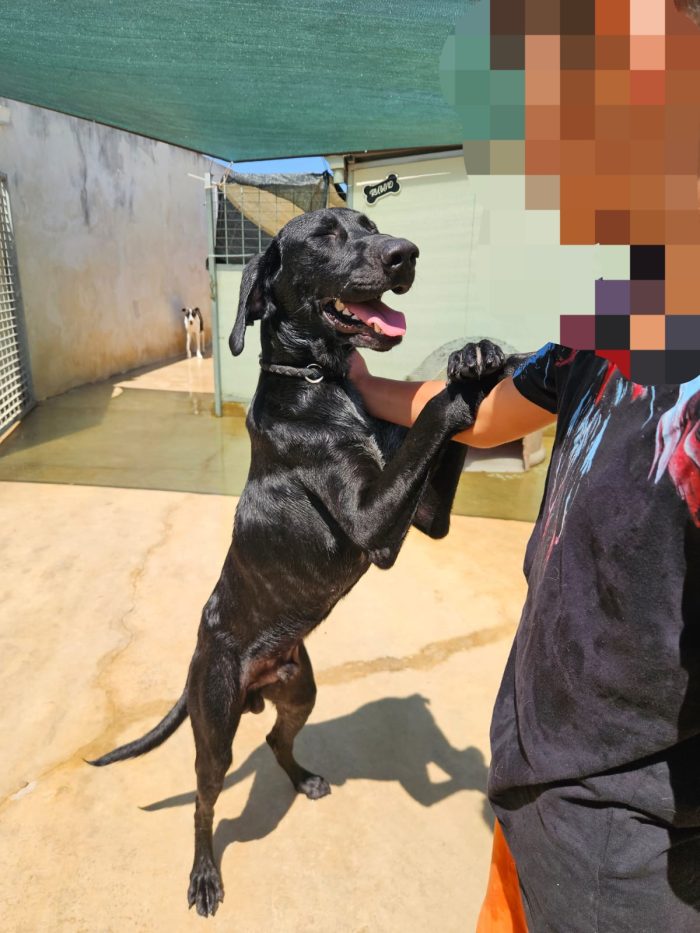 Massy: splendido cucciolone dolcissimo con tutti - media 4