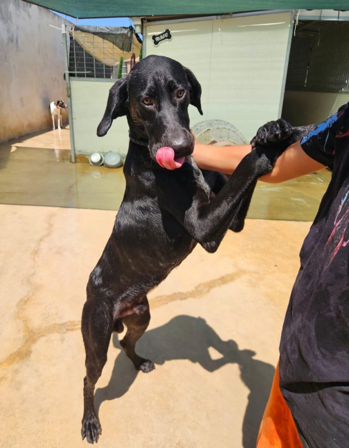 Massy: splendido cucciolone dolcissimo con tutti - media 6