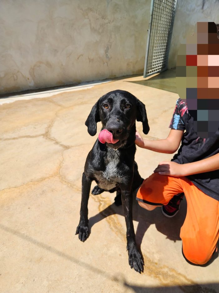 Massy: splendido cucciolone dolcissimo con tutti - media 8