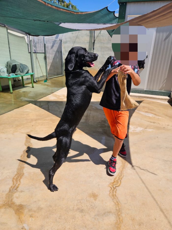 Massy: splendido cucciolone dolcissimo con tutti - media 9