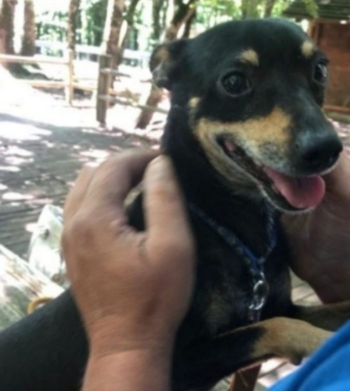 Pinscher 8/9anni nessuno lo vuole xchè nn perfetto! GARGANO