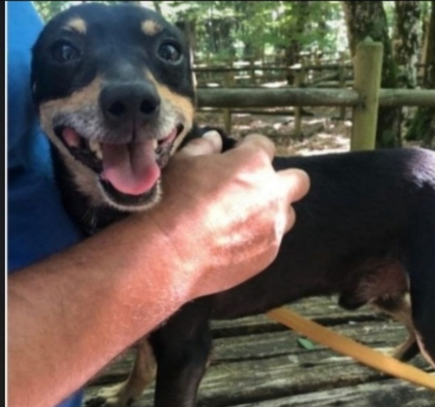 Pinscher 8/9anni nessuno lo vuole xchè nn perfetto! GARGANO