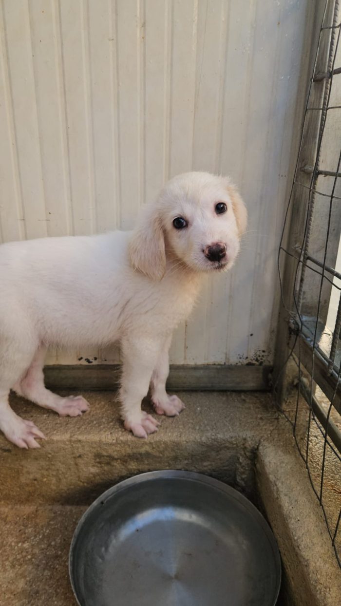 Silvia splendida cucciola cerca casa