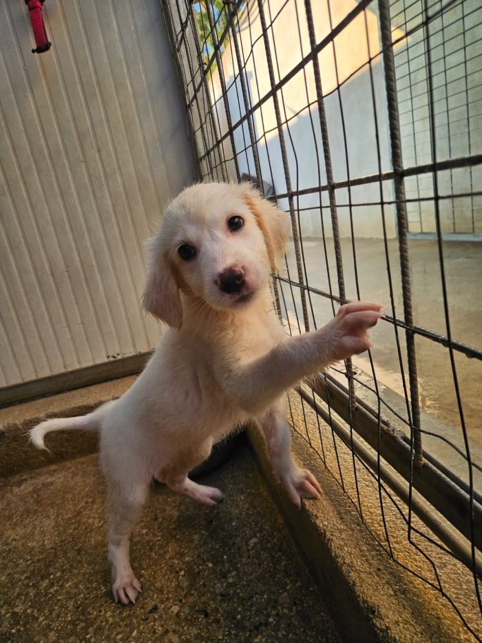 Silvia splendida cucciola cerca casa
