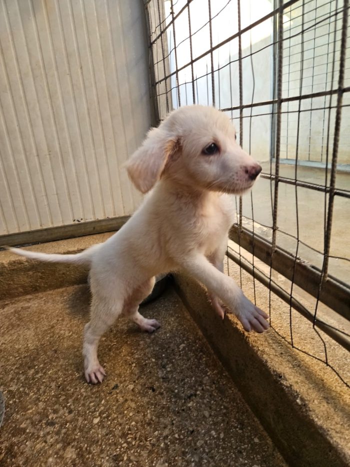 Silvia splendida cucciola cerca casa